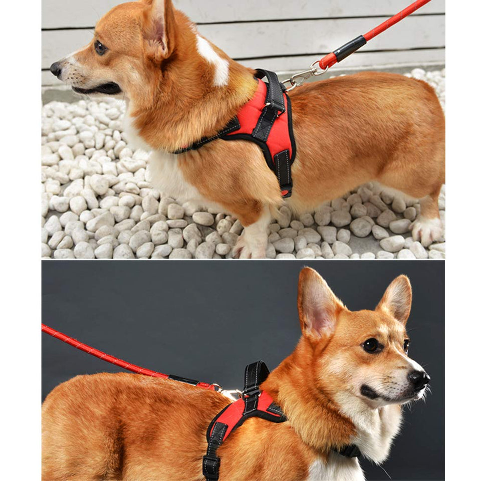 Atomzone Arnés para Perro ergonómico con Correa Ajustable - Máxima protección y Comodidad para tu Mascota en Todo Momento M (Mediana)
