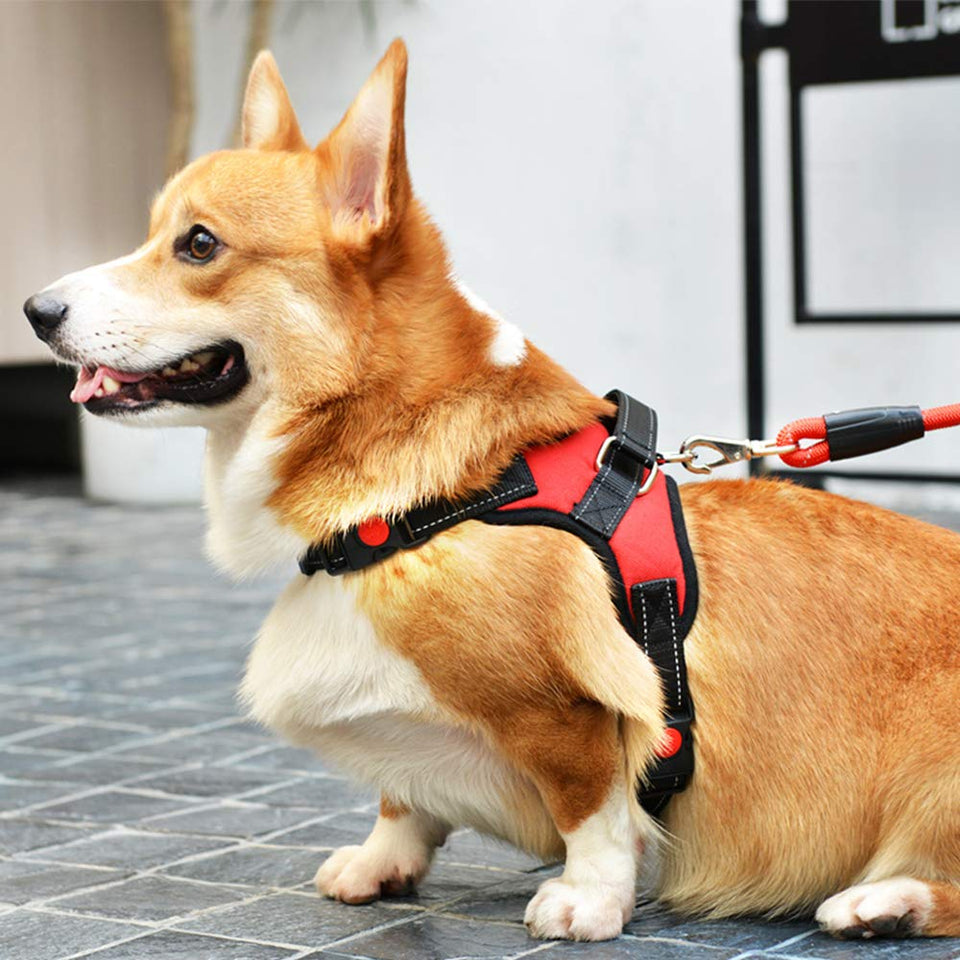 Atomzone Arnés para Perro ergonómico con Correa Ajustable - Máxima protección y Comodidad para tu Mascota en Todo Momento M (Mediana)